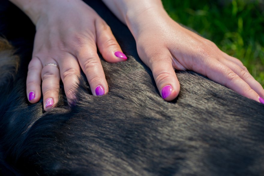 Massage am Tier, Möglichkeit, Übungen,  Foto: ©  Anna Maloverjan @ shutterstock