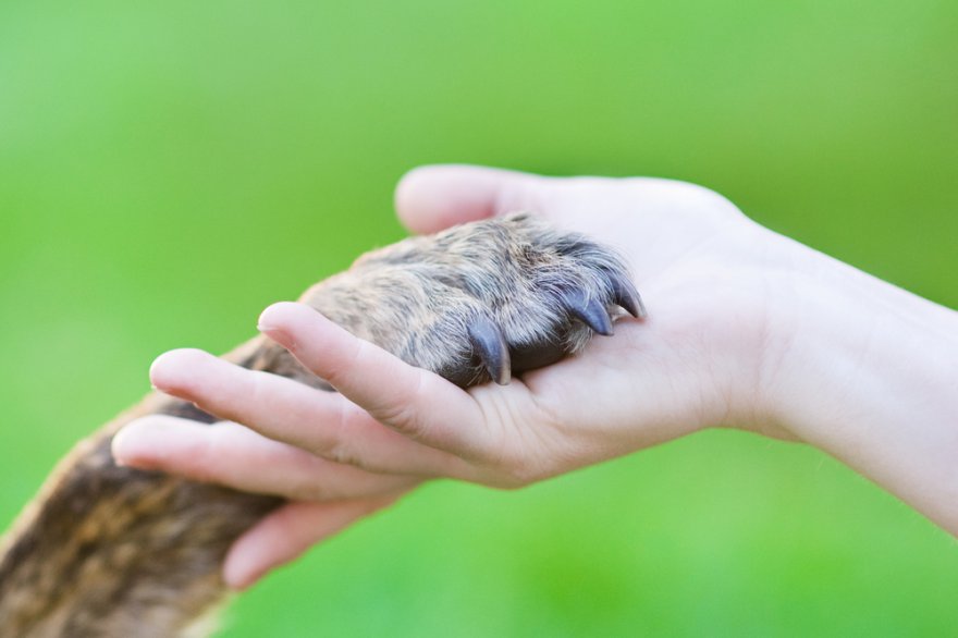 Tierkommunikation,Verbindung,Energie,Tiere Foto: ©  Ermolaev Alexander @ shutterstock