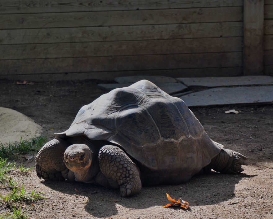 Schildkröte,Krafttier Foto: ©  Leopold Czech @ shutterstock