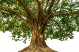 Bodhi-Baum Foto: ©  NOPPHARAT1565 @ shutterstock