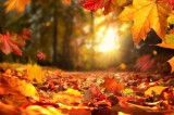 Herbst Foto: ©  Smileus @ shutterstock
