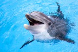 Krafttier Delfin Foto: ©  Irina No @ shutterstock