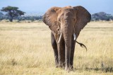 Krafttier Elefant Foto: ©  Jane Rix @ shutterstock