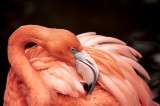 Krafttier Flamingo Foto: ©  Brendt A Petersen @ shutterstock
