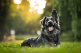 Krafttier Hund Foto: ©  xkunclova @ shutterstock