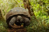 Krafttier Schildkröte Foto: ©  Nick Blamire_Brown @ shutterstock