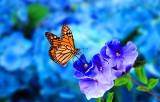 Krafttier Schmetterling Foto: ©  Candy_Plus @ shutterstock