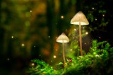 Zauberpilze (magic mushrooms) Foto: ©  Shaiith @ shutterstock