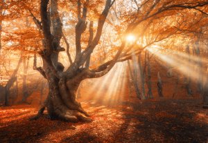 thermagie Foto: ©  Denis Belitsky @ shutterstock