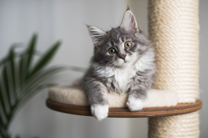 Ailuromantie Foto: ©  FurryFritz @ AdobeStock
