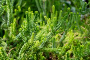 Brlapp Foto: ©  lennykaiser @ shutterstock