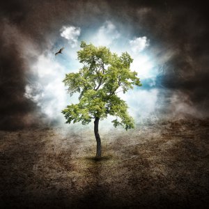 Baum des Lebens Foto: ©  Haywiremedia @ shutterstock