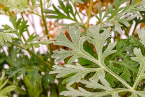 Beifuss Foto: ©  nnattalli @ shutterstock