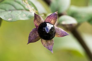 Belladonna Foto: ©  I. Rottlaender @ shutterstock