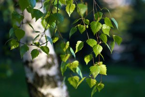 Birke Foto: ©  LedyX @ shutterstock