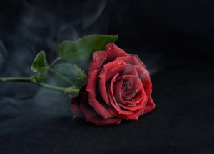 Blumensprache Foto: ©  onder caymaz @ shutterstock