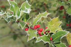 Christdorn (Magie/Rituale) Foto: ©  HeiSpa @ shutterstock