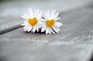 Dualseele Foto: ©  Peter Heckmeier @ AdobeStock