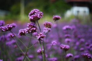 Eisenkraut Foto: ©  NICKY1841 @ shutterstock