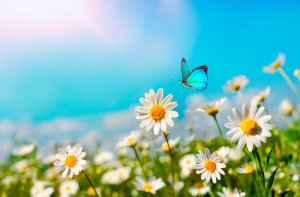 Elementarwesen Foto: ©  LedyX @ shutterstock