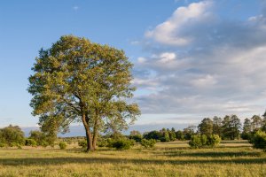 Erle Foto: ©  Jakub Czajkowski @ shutterstock