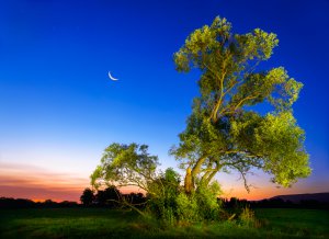 Eschen-Baum Foto: ©  Smileus @ shutterstock