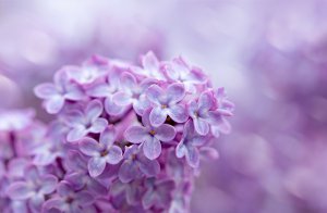 Flieder Foto: ©  Swetlana Wall.jpeg @ AdobeStock