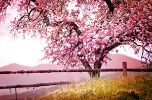 Frhling Foto: ©  iravgustin @ shutterstock