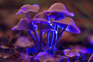 Halluzinogene Pilze Foto: ©  Serrgey75 @ shutterstock