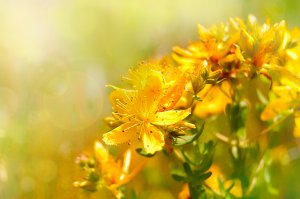 Johanniskraut Foto: ©  christo mitkov christov @ shutterstock
