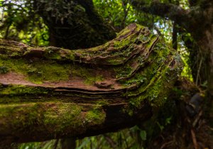 Kobold Foto: ©  Timmy Keane @ shutterstock