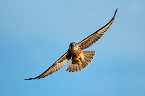 Krafttier Falke Foto: ©  EcoView @ AdobeStock