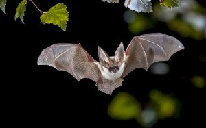 Krafttier Fledermaus Foto: ©  Rudmer Zwerver @ shutterstock