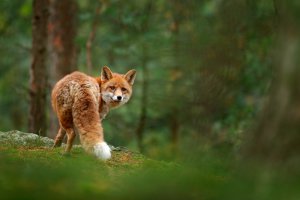 Krafttier Fuchs Foto: ©  Ondrej Prosicky @ shutterstock