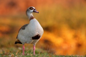 Krafttier Gans Foto: ©  Edwin Godinho @ shutterstock