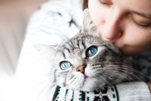 Krafttier Katze Foto: ©  KDdesignphoto @ shutterstock