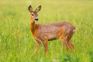 Krafttier Reh Foto: ©  WildMedia @ shutterstock