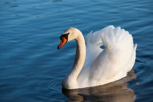 Krafttier Schwan Foto: ©  rsooll @ shutterstock
