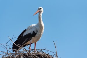 Krafttier Storch Foto: ©  PhotoRK @ shutterstock