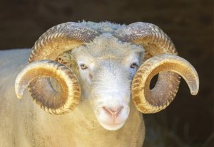 Krafttier Widder Foto: ©  yhelfman @ shutterstock