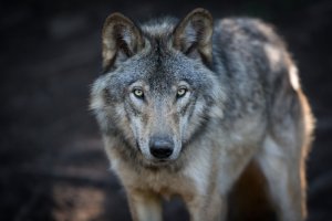 Krafttier Wolf Foto: ©  PatrickLauzon photographe @ shutterstock
