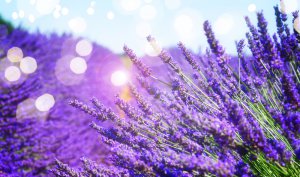 Lavendel Foto: ©  Neirfy @ shutterstock