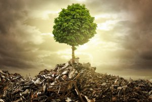 Lebensbaum Foto: ©  lassedesignen @ AdobeStock