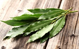 Lorbeer Foto: ©  Dionisvera @ shutterstock