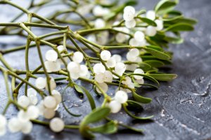 Mistelzweig Foto: ©  Natalia Golubnycha @ shutterstock