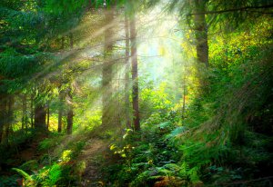 Naturgeister Foto: ©  Subbotina Anna @ shutterstock