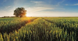 Naturmagie Foto: ©  TTstudio @ shutterstock