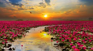 Nirvana Foto: ©  subin pumsom @ shutterstock