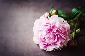Pfingsten Foto: ©  emmi.jpeg @ AdobeStock