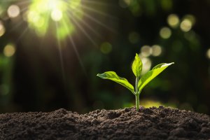 Pflanzenmagie Foto: ©  lovelyday12 @ shutterstock